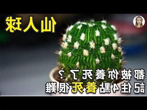 仙人掌 死掉